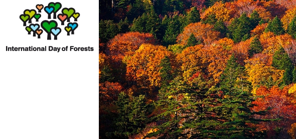 Pepe Gimeno / day forest